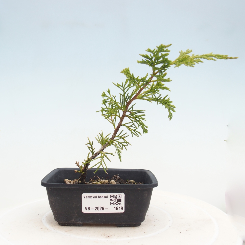 Bonsai voor buiten - Juniperus chinensis Itoigawa