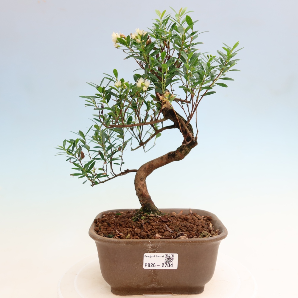 Kamerbonsai - Syzygium - Pimento