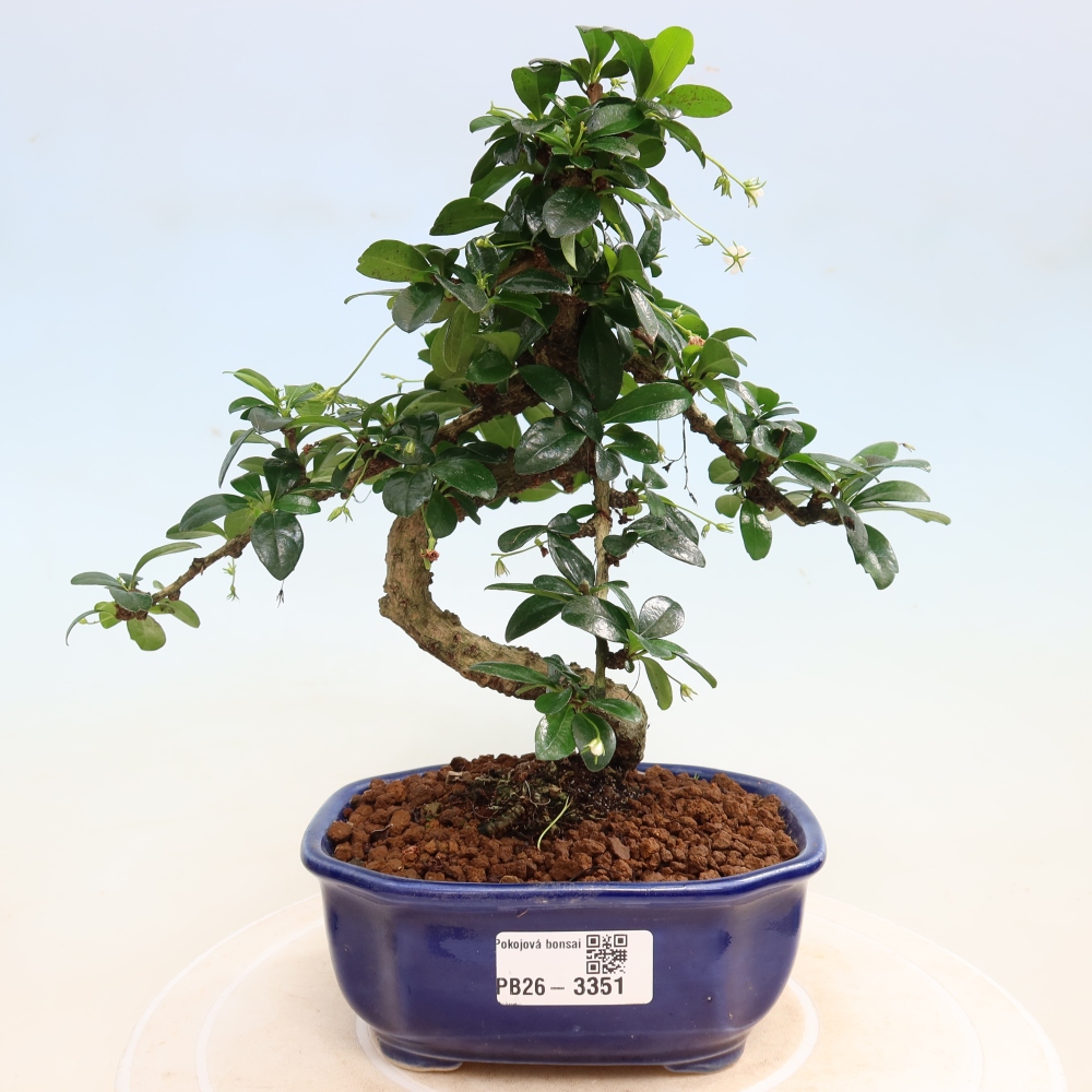 Kamerbonsai - Carmona macrophylla - Thee fuki