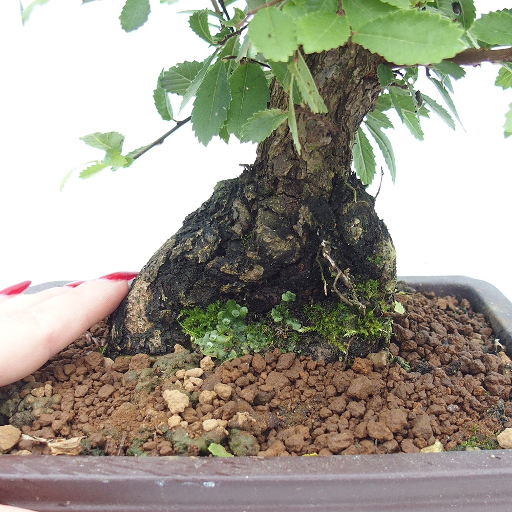 Bonsai voor buiten - Zelkova - Zelkova NIRE