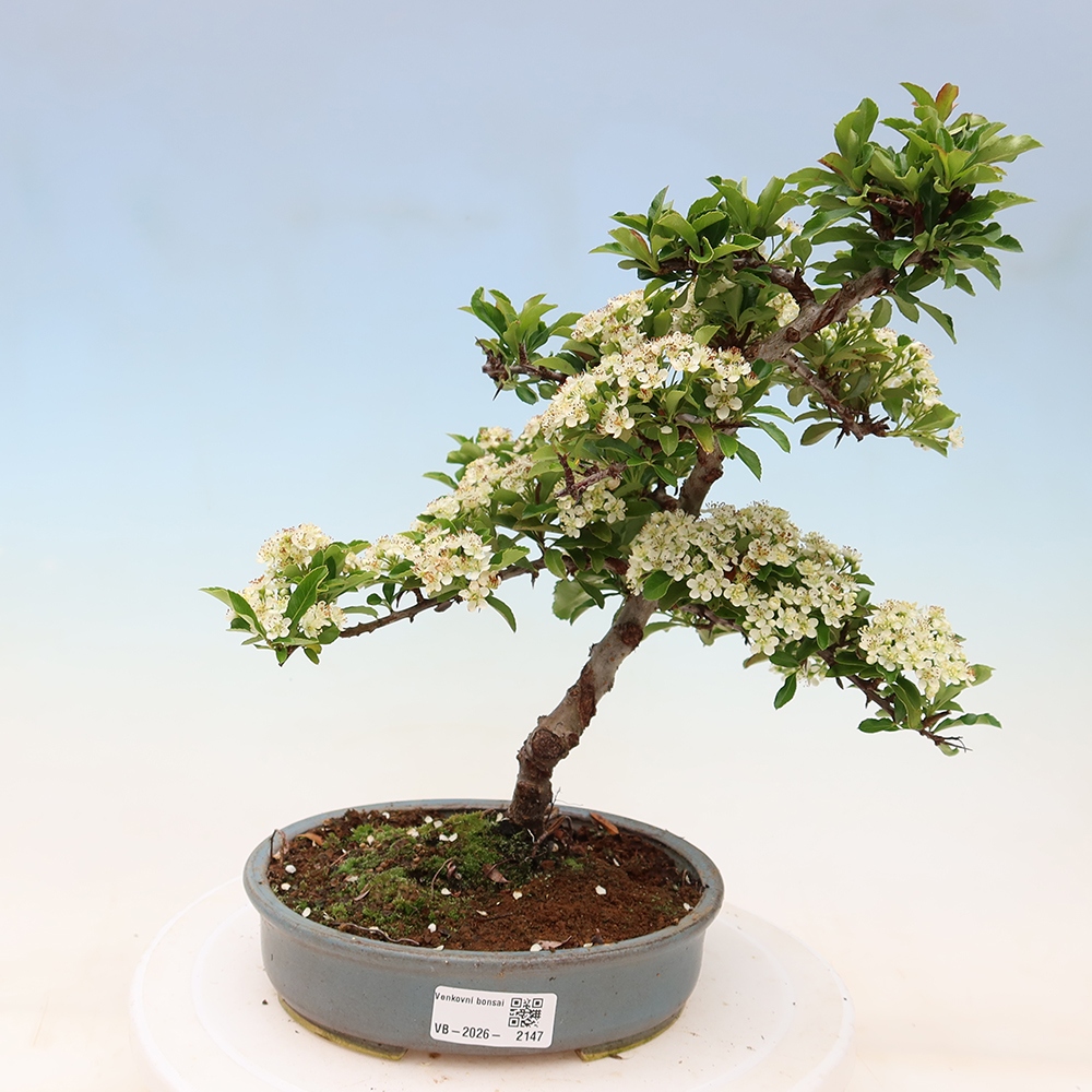 Buitenbonsai - Pyracantha teton - Vuurdoorn