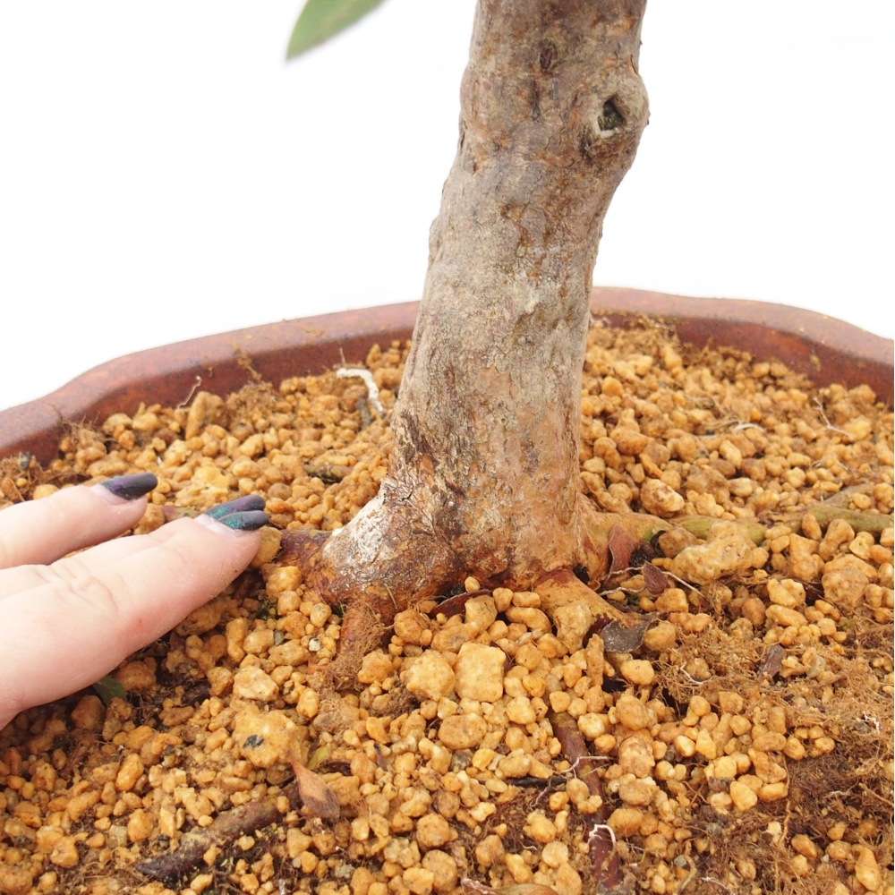 Bonsai voor buiten - Japanse Azalea - Azalea Hanatsuzuri