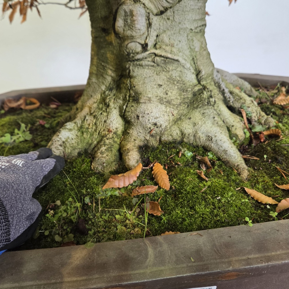 Bonsai voor buiten - Fagus crenata