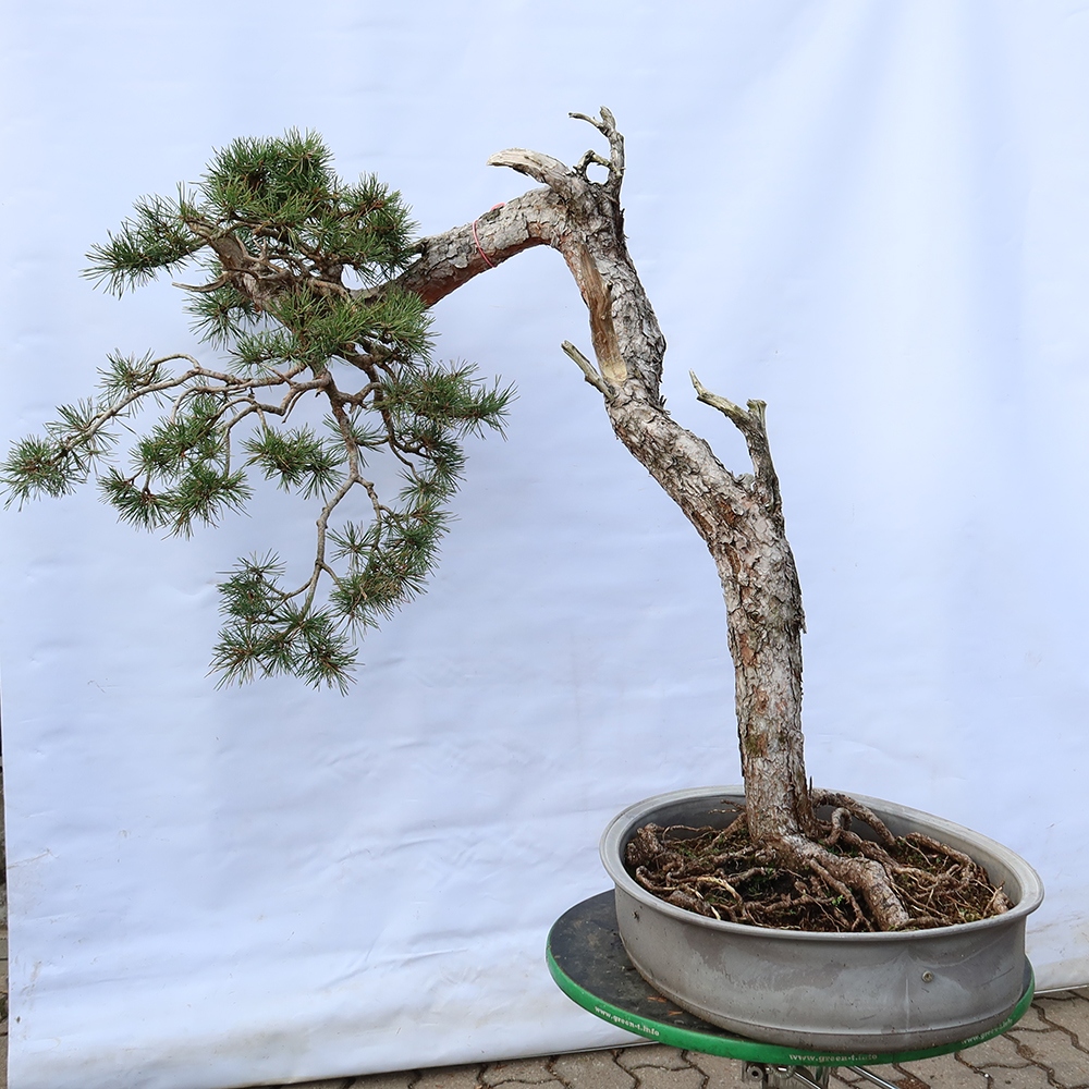 Pinus sylvestris Spanje - grove den