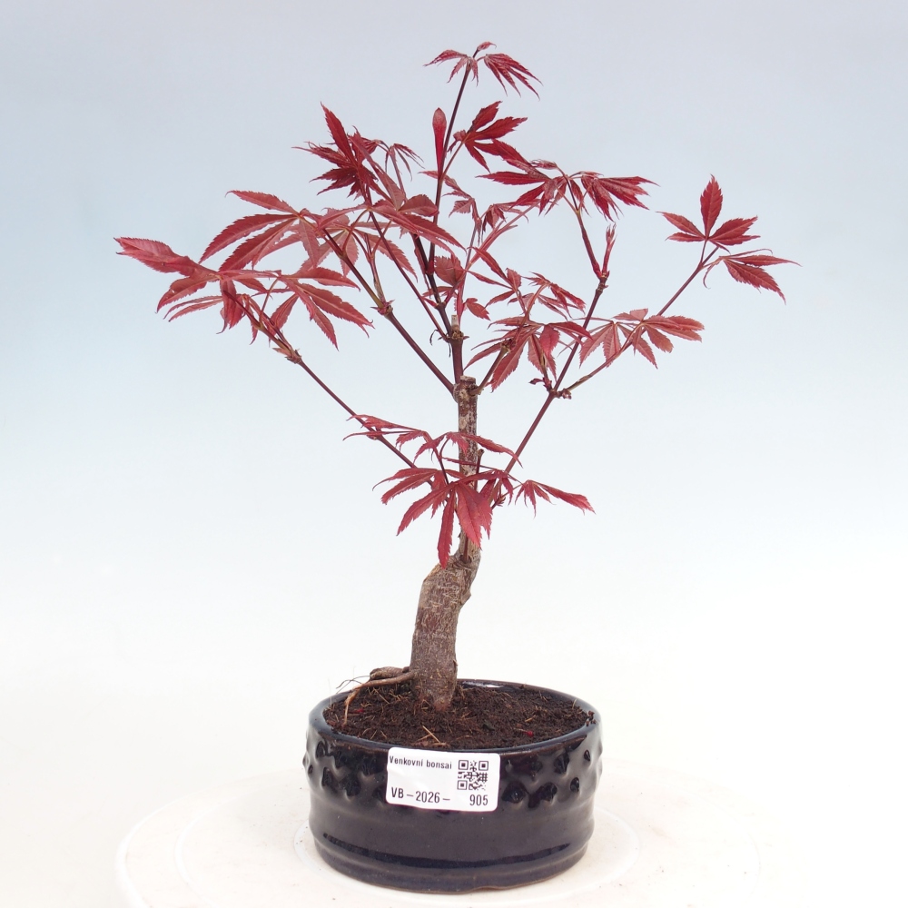 Bonsai voor buiten - Acer palm. Atropurpureum-Javorpalm