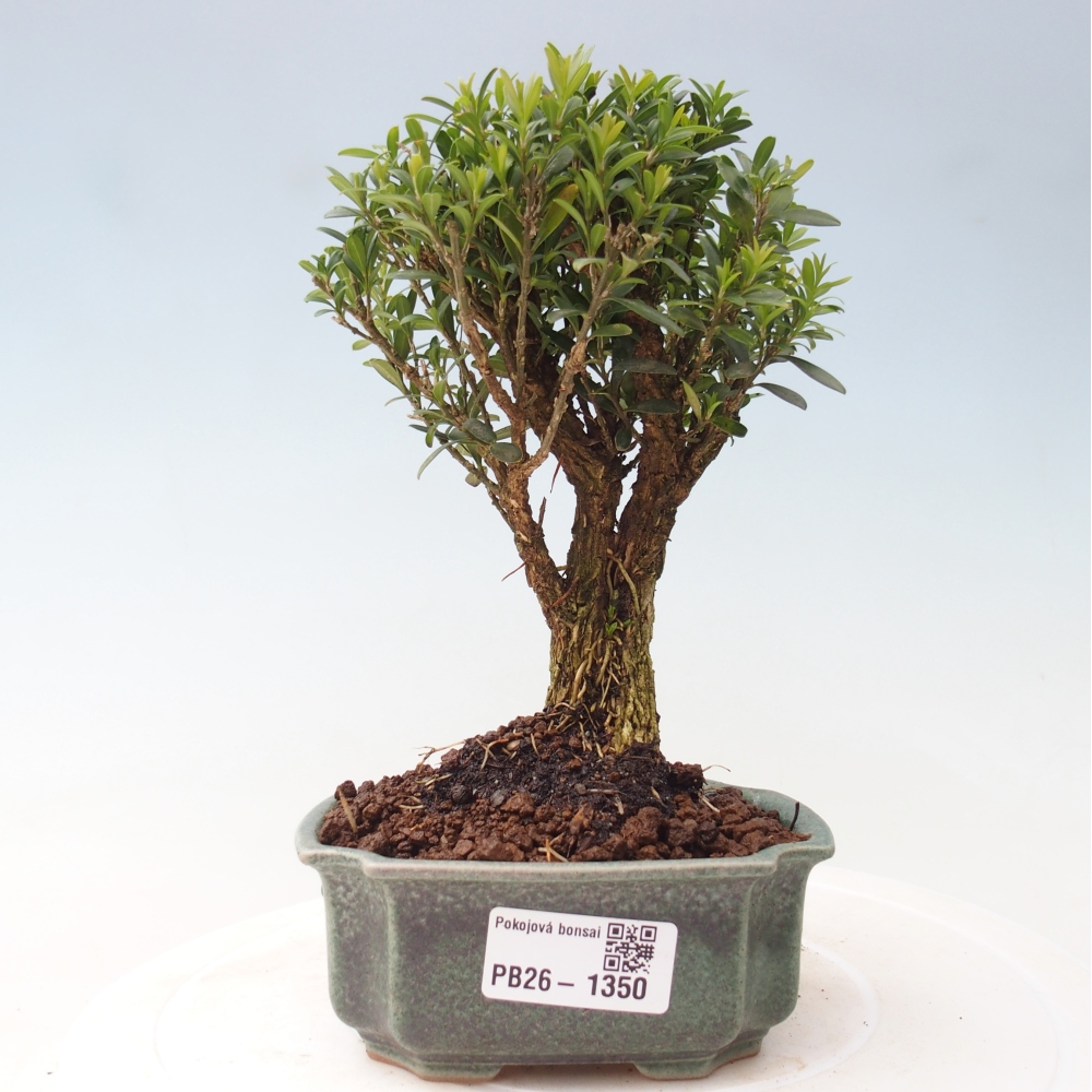 Kamerbonsai - Buxus harlandii - kurk buxus