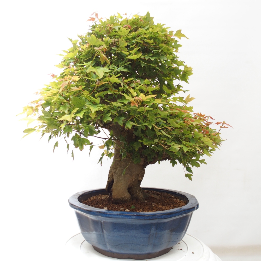 Bonsai voor buiten - Acer Buergerianum - Burgeresdoorn