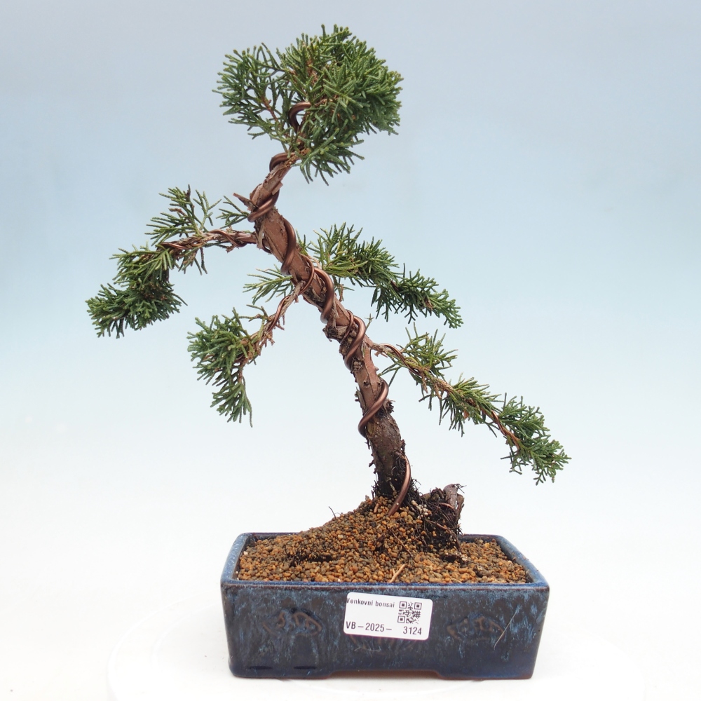 Bonsai voor buiten - Juniperus chinensis Kishu