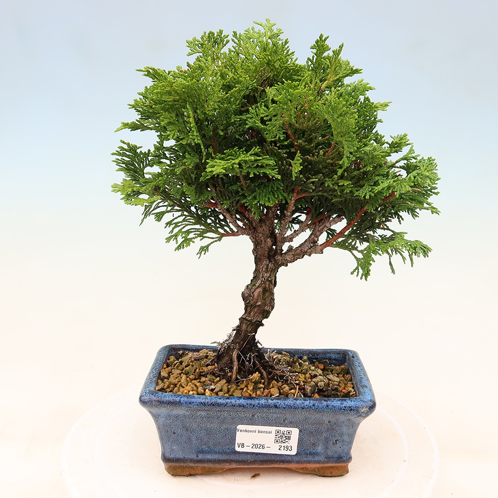 Bonsai voor buiten - Cham.pis obtusa Nana Gracilis - Cipres