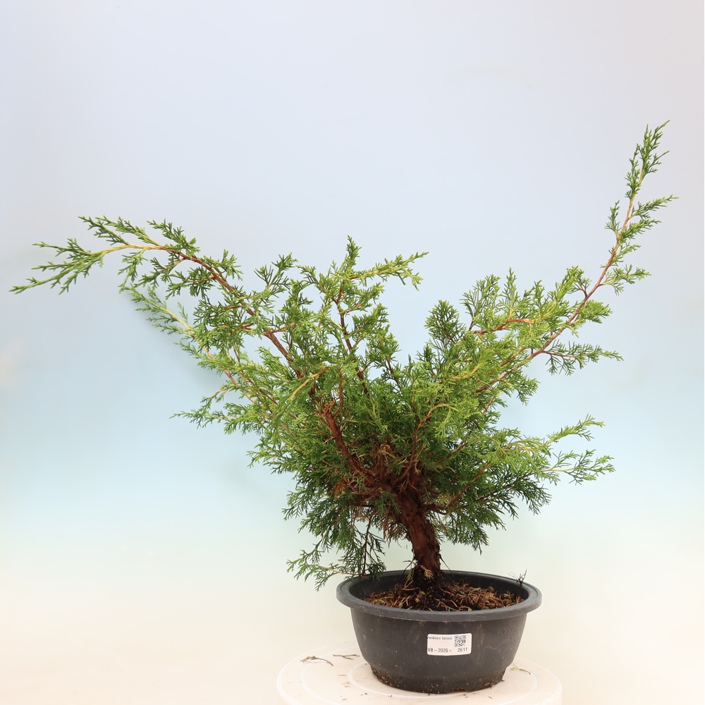 Bonsai voor buiten - Juniperus chinensis Itoigawa