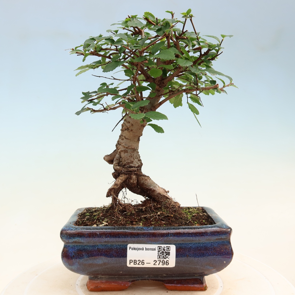 Kamerbonsai - Ulmus parvifolia - Winteriep