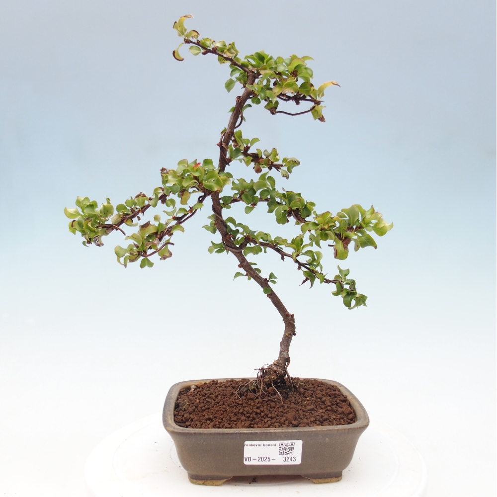Bonsai voor buiten - Chaneomeles s. Red Joy - Kweepeer