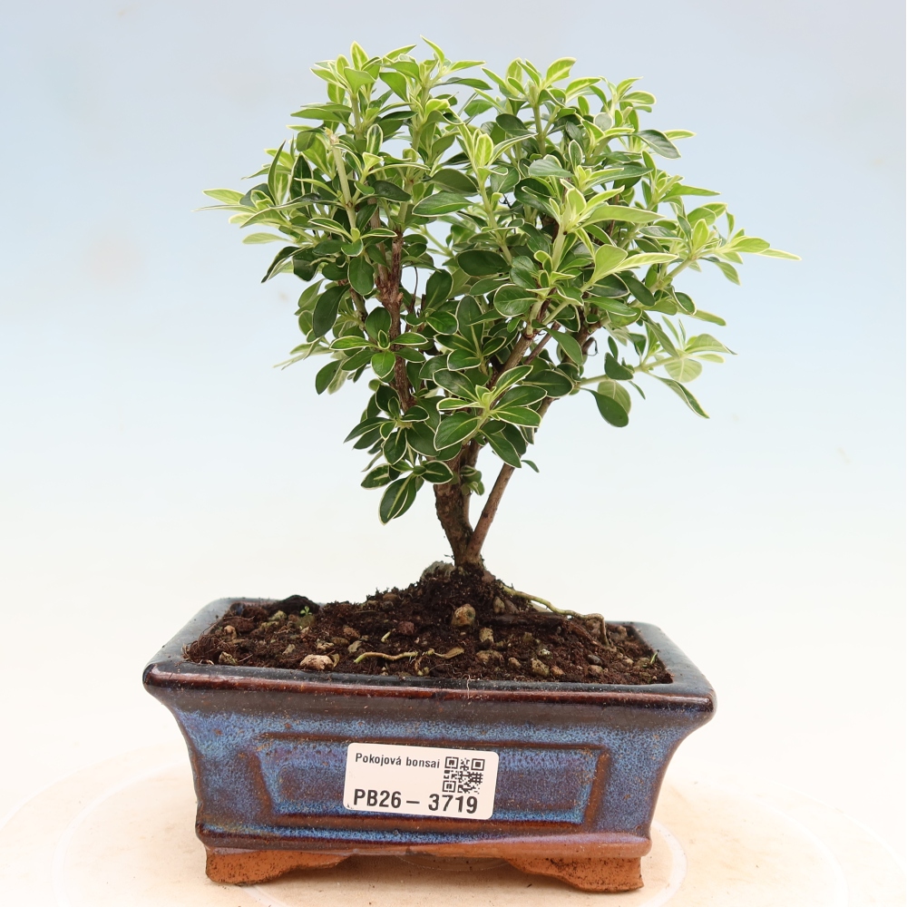 Kamerbonsai - Serissa foetida Variegata - Boom van duizend sterren