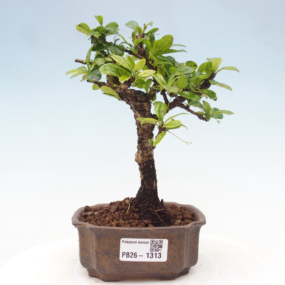 Kamerbonsai - Carmona macrophylla - Thee fuki