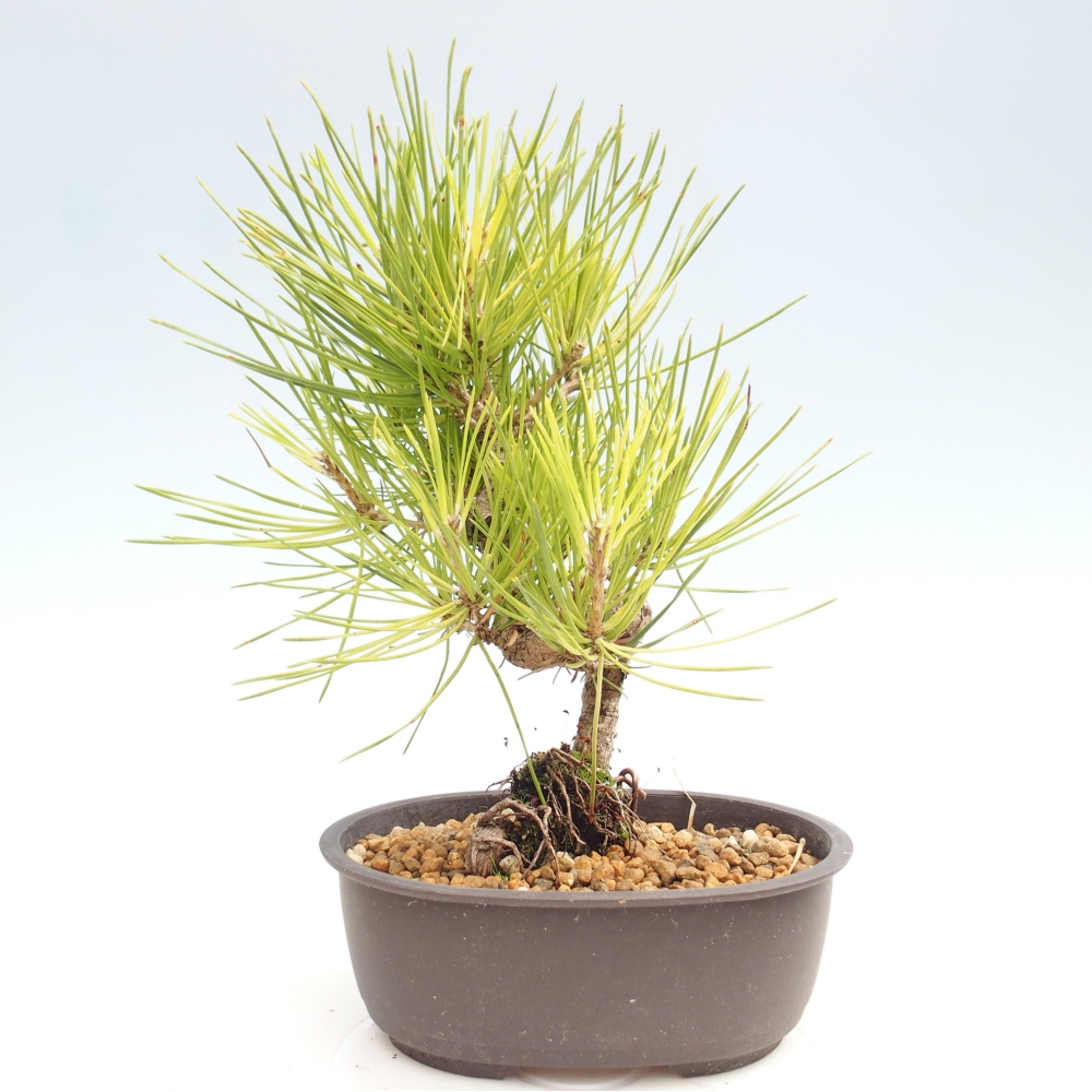 Bonsai voor buiten - Pinus thunbergii - Thunberg den