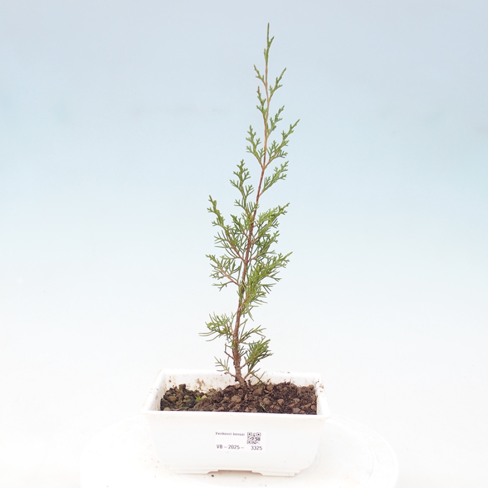 Bonsai voor buiten - Juniperus chinensis Itoigawa
