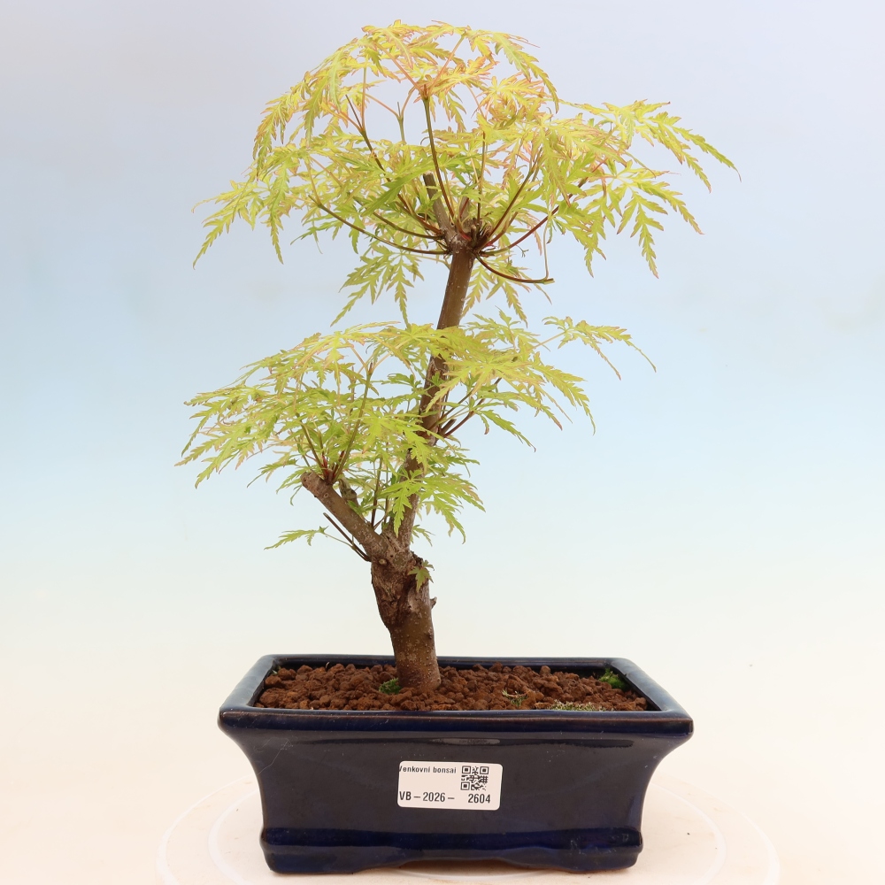 Bonsai voor buiten - Acer palmatum Dissectum