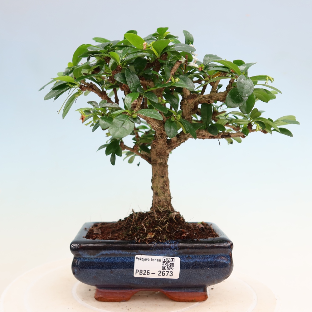 Kamerbonsai - Carmona macrophylla - Thee fuki