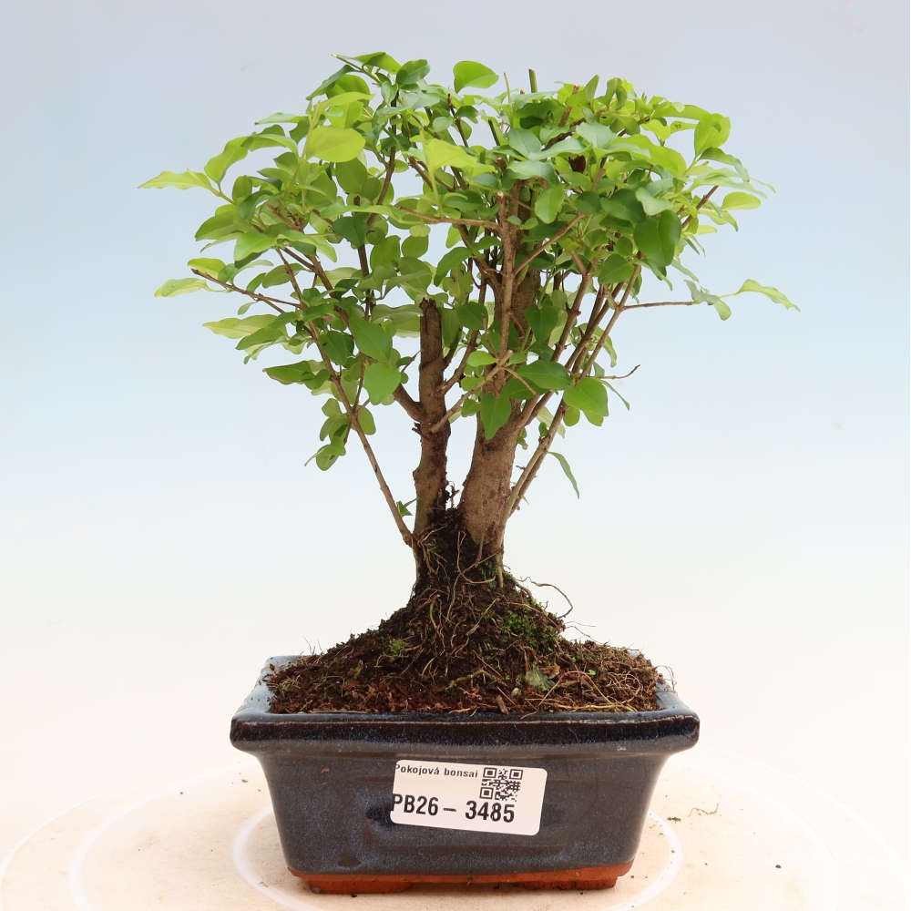 Kamerbonsai -Ligustrum chinensis - Vogelsnavel