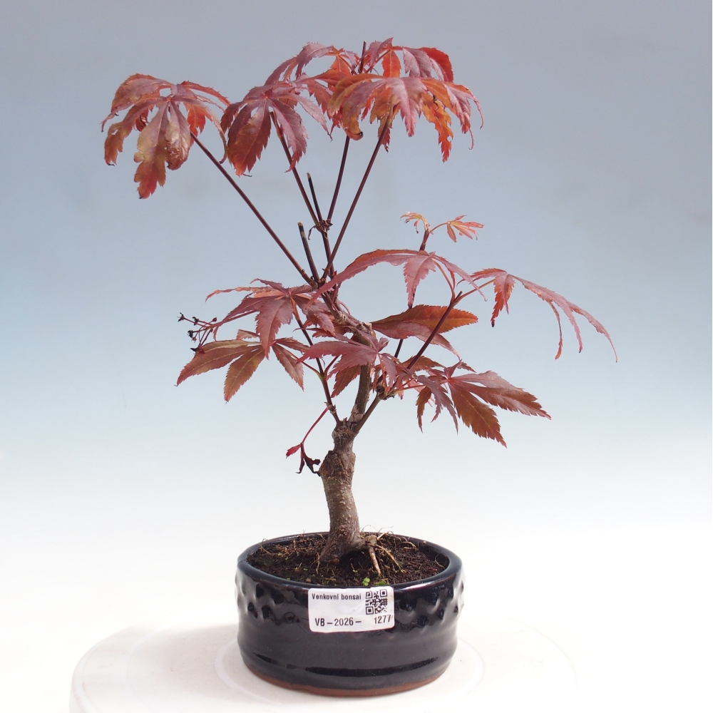 Bonsai voor buiten - Acer palm. Atropurpureum-Javorpalm