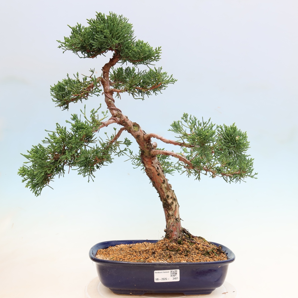 Bonsai voor buiten - Juniperus chinensis Kishu