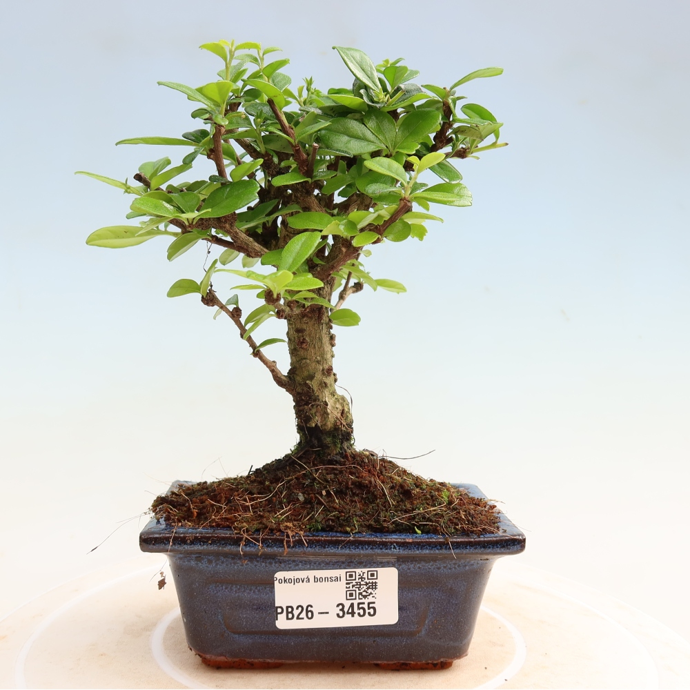Kamerbonsai - Carmona macrophylla - Thee fuki