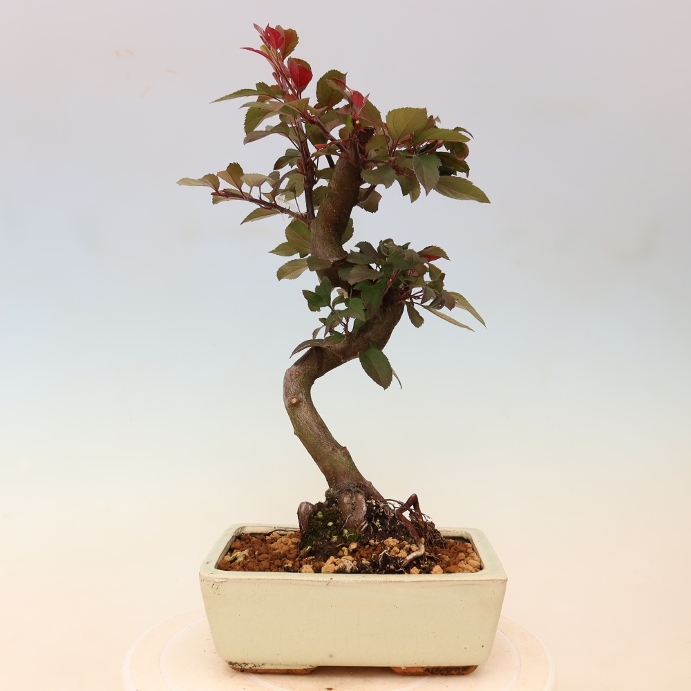 Bonsai voor buiten -Malus domestica - Roodbladige appelboom met kleine vruchten