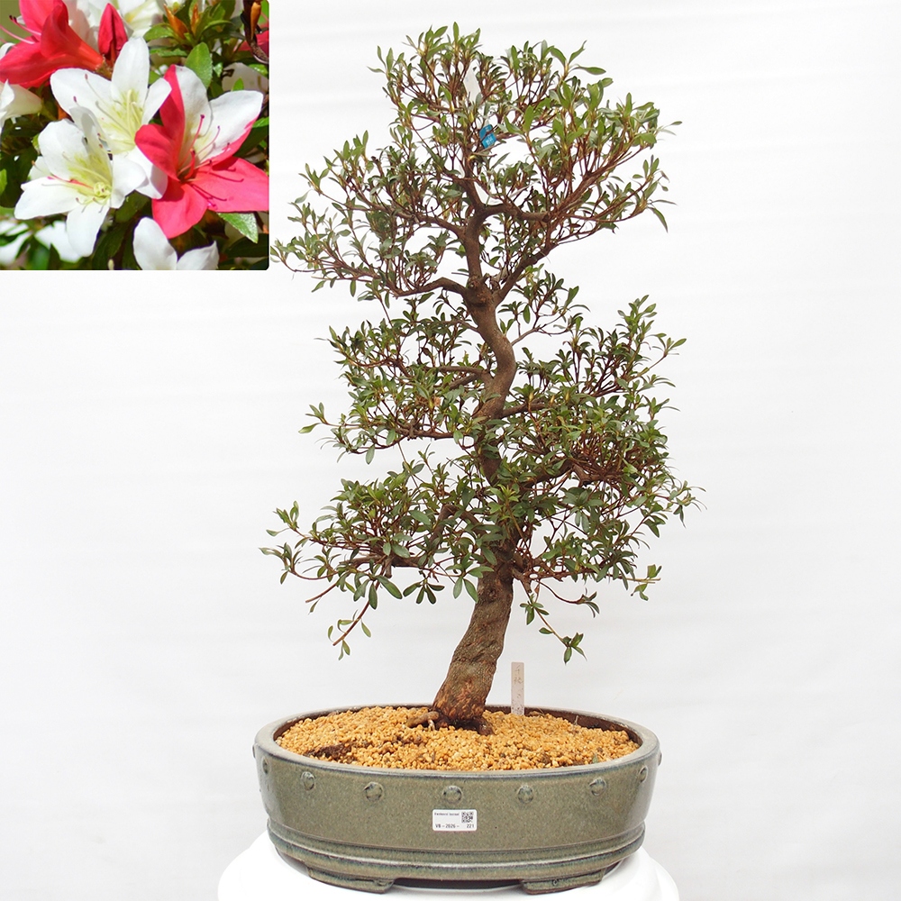 Bonsai voor buiten - Japanse azalea - Azalea CHIHIRO