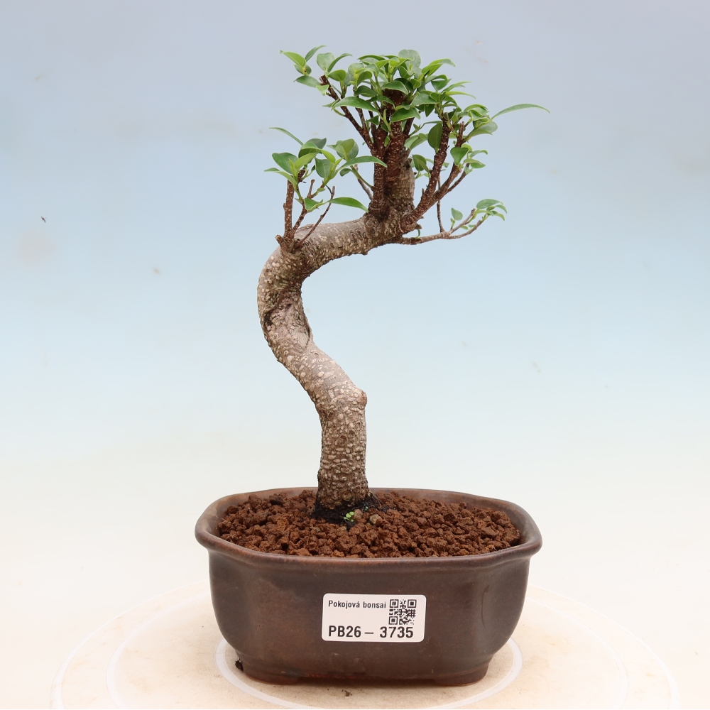 Kamerbonsai - Ficus kimmen - kleinbladige ficus