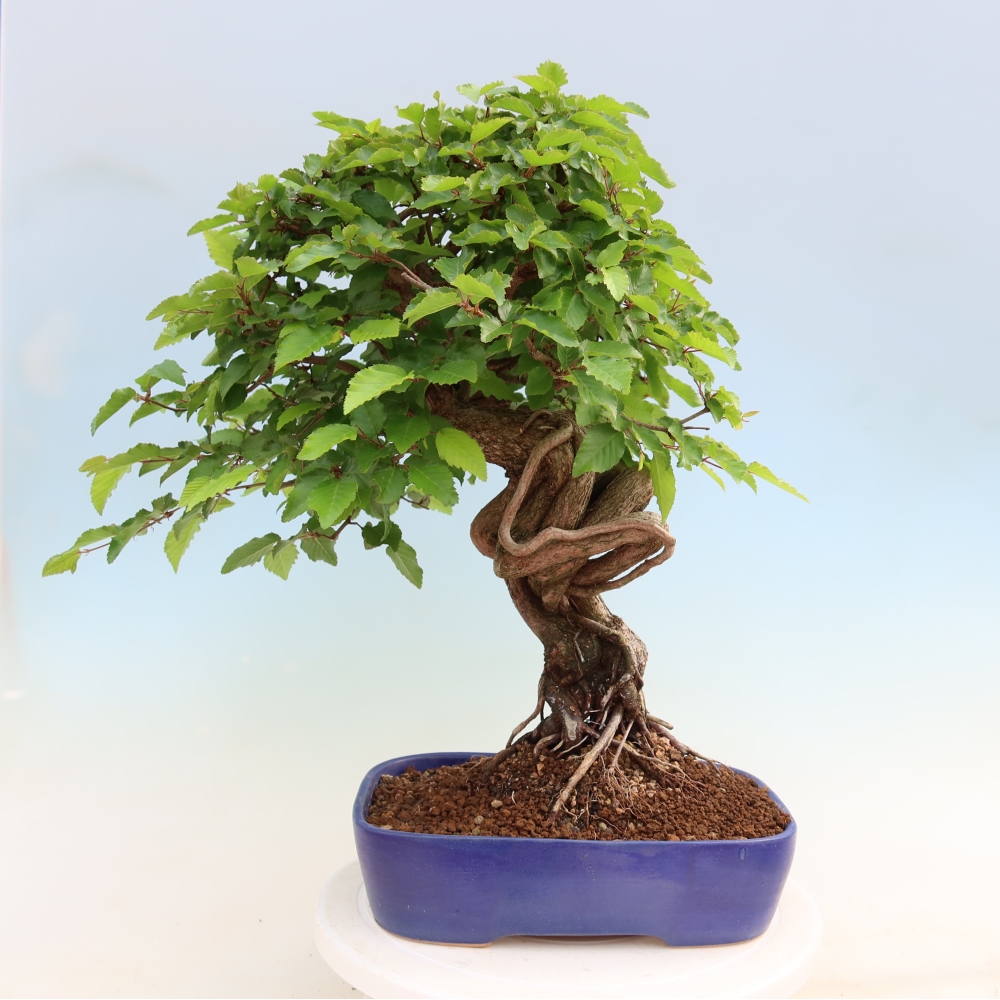Bonsai voor buiten -Carpinus Coreana - Koreaanse haagbeuk