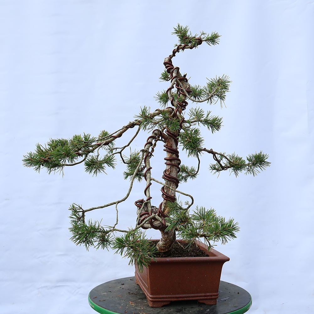Pinus sylvestris Spanje - grove den