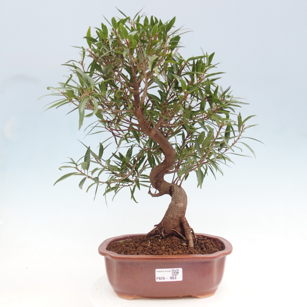 Kamerbonsai - Ficus nerifolia - kleinbladige ficus