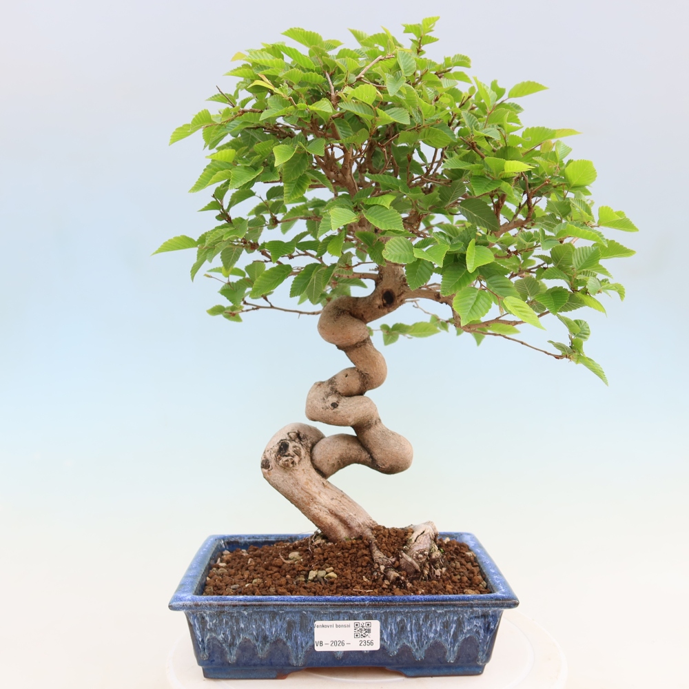 Bonsai voor buiten -Carpinus Coreana - Koreaanse haagbeuk