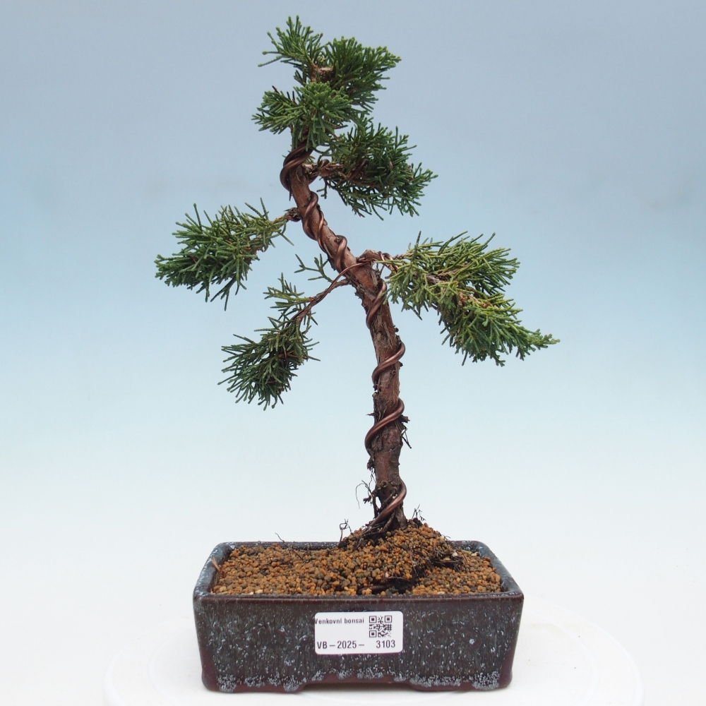 Bonsai voor buiten - Juniperus chinensis Kishu