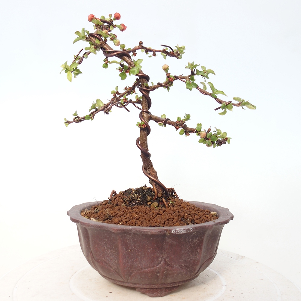 Bonsai voor buiten - Chaneomeles s. Red Joy - Kweepeer