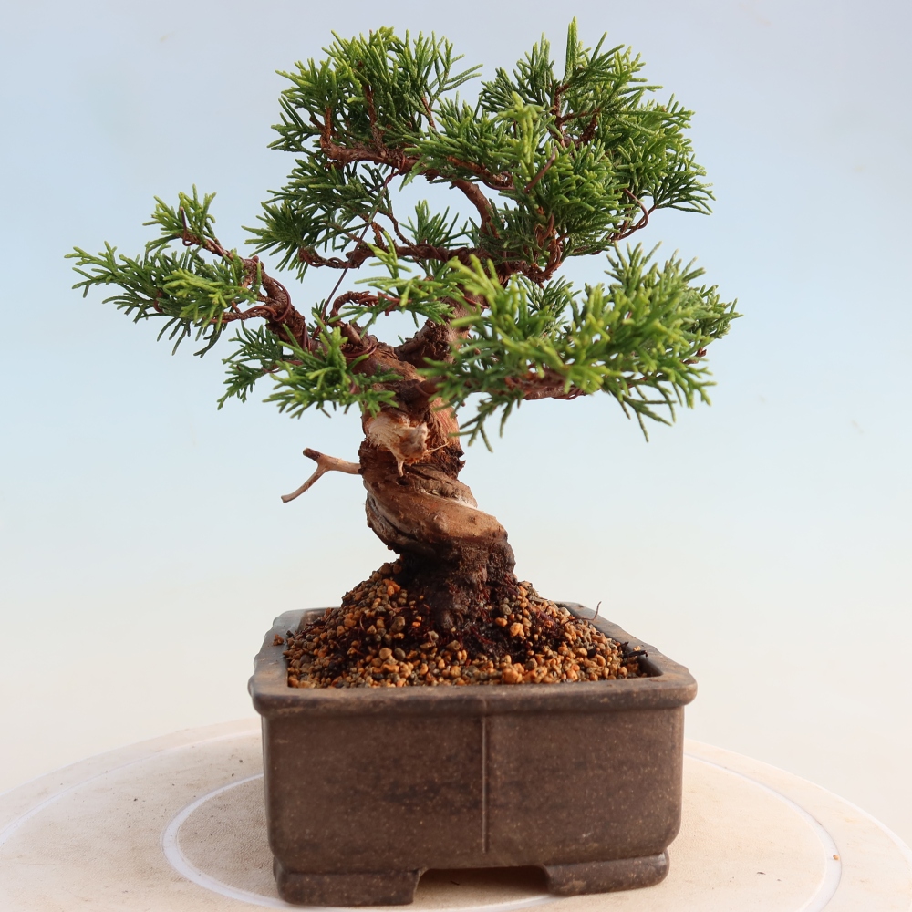 Bonsai voor buiten - Juniperus chinensis Itoigawa