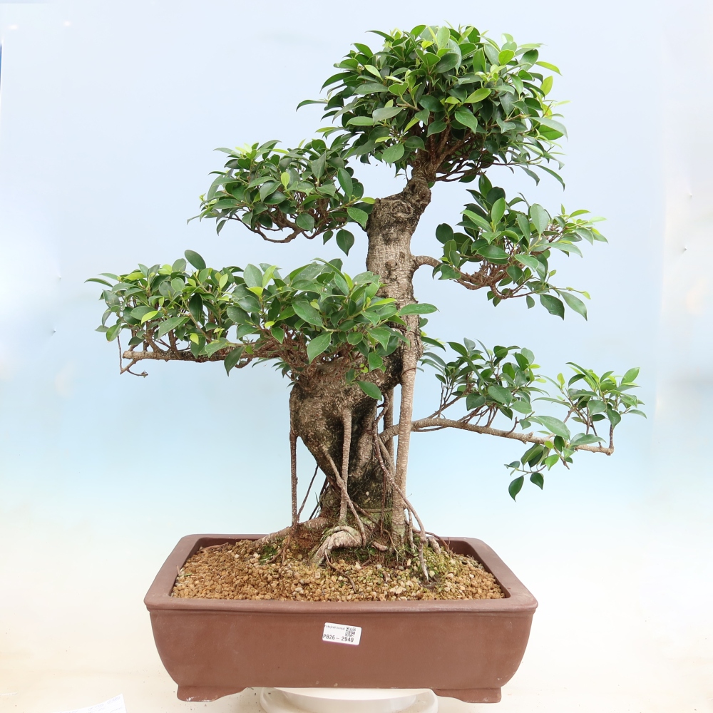 Kamerbonsai - Ficus kimmen - kleinbladige ficus