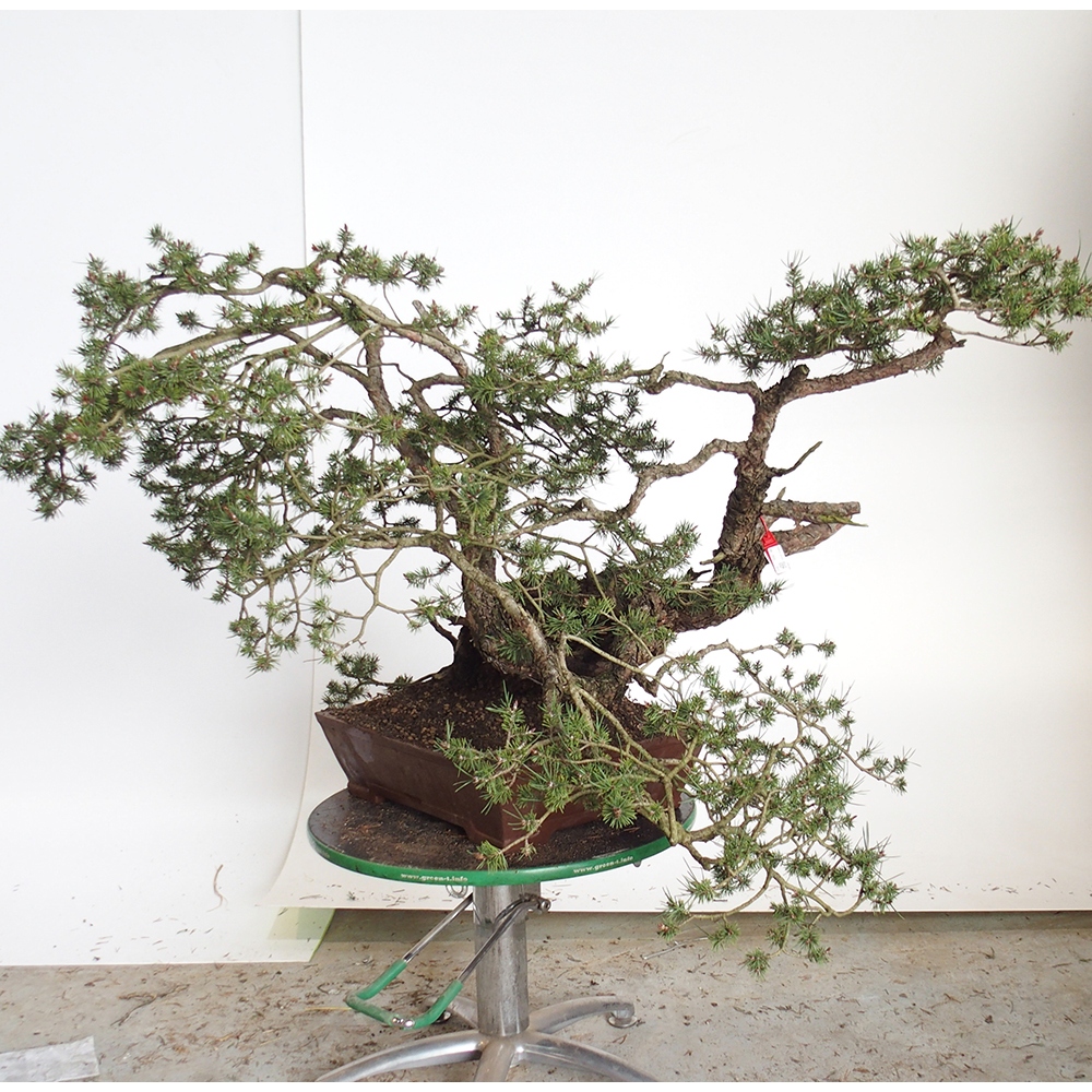 Yamadori - Pinus sylvestris Spanje