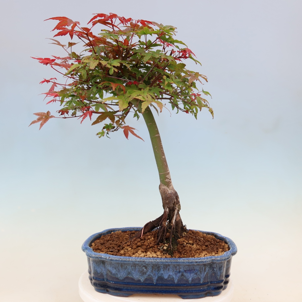 Noorse esdoorn - Acer palmatum Beni Tsukasa
