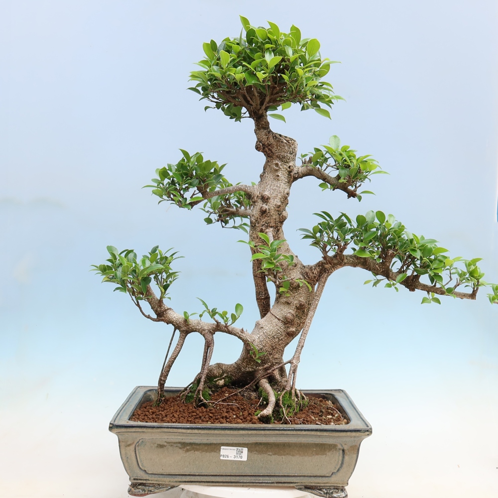 Kamerbonsai - Ficus kimmen - kleinbladige ficus