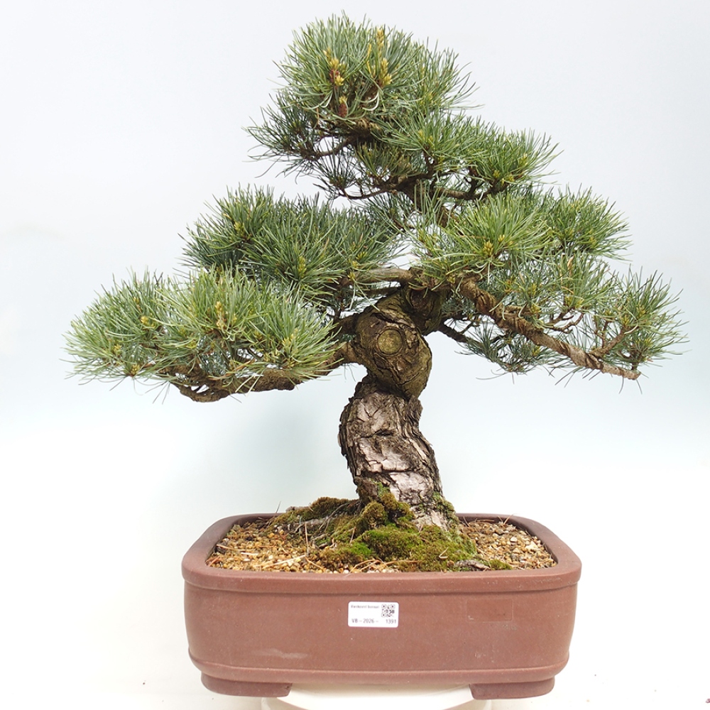 Bonsai voor buiten - Pinus parviflora - Pinus parviflora