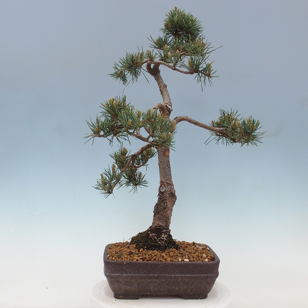 Bonsai voor buiten - Pinus Sylvestris Watererri - grove den