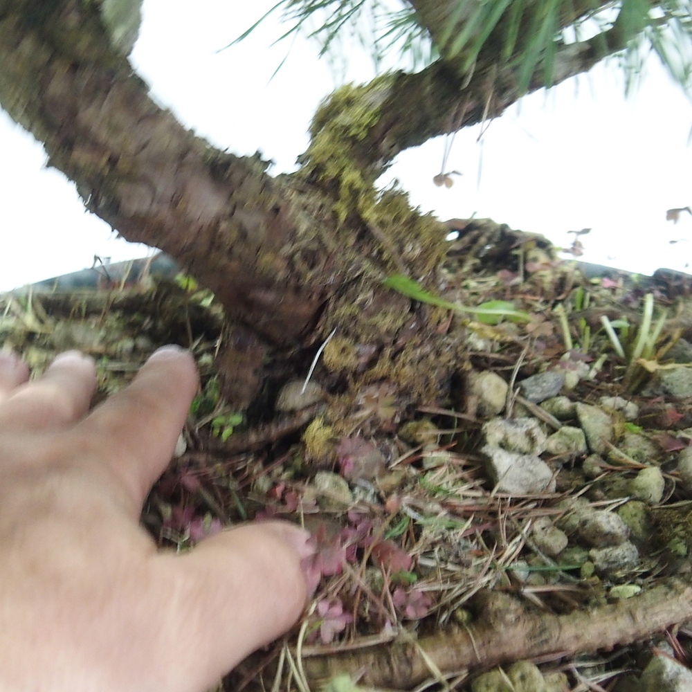 Yamadori - Pinus sylvestris