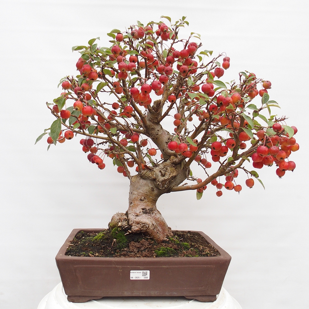 Bonsai voor buiten -Malus halliana - Appelboom met kleine vruchten