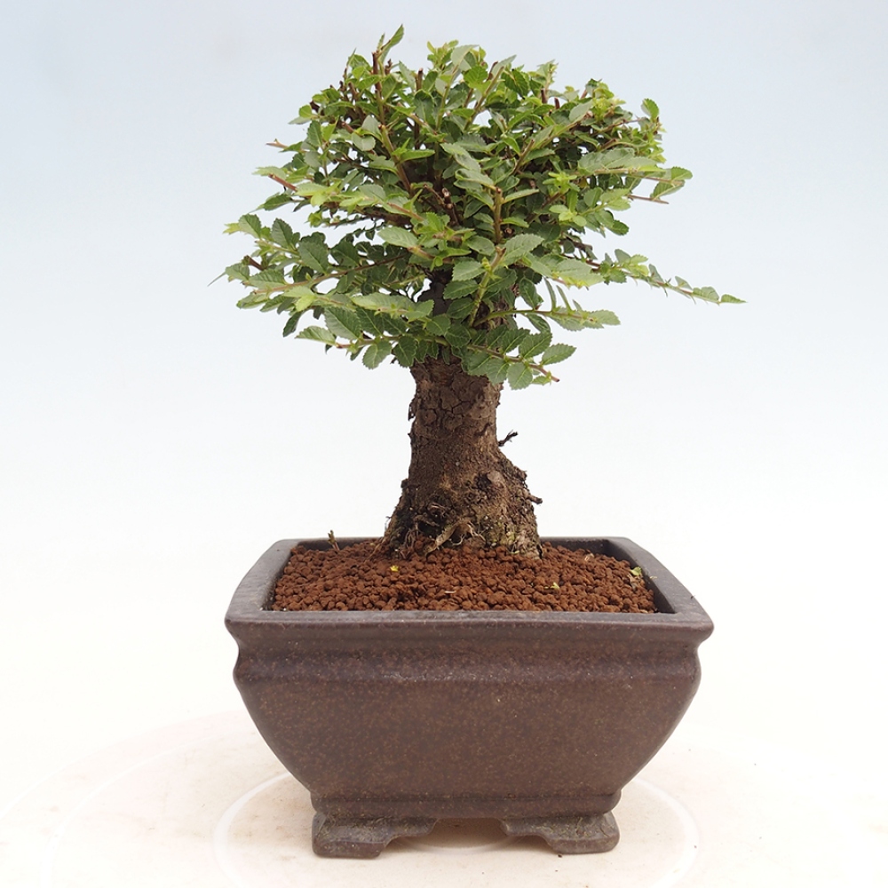 Bonsai voor buiten - Ulmus parvifolia Hokkaido - Chinese iep