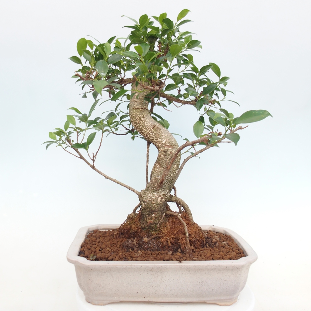 Kamerbonsai - Ficus kimmen - kleinbladige ficus
