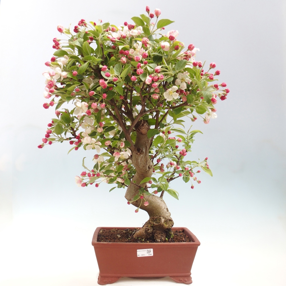 Bonsai voor buiten -Malus halliana - Appelboom met kleine vruchten