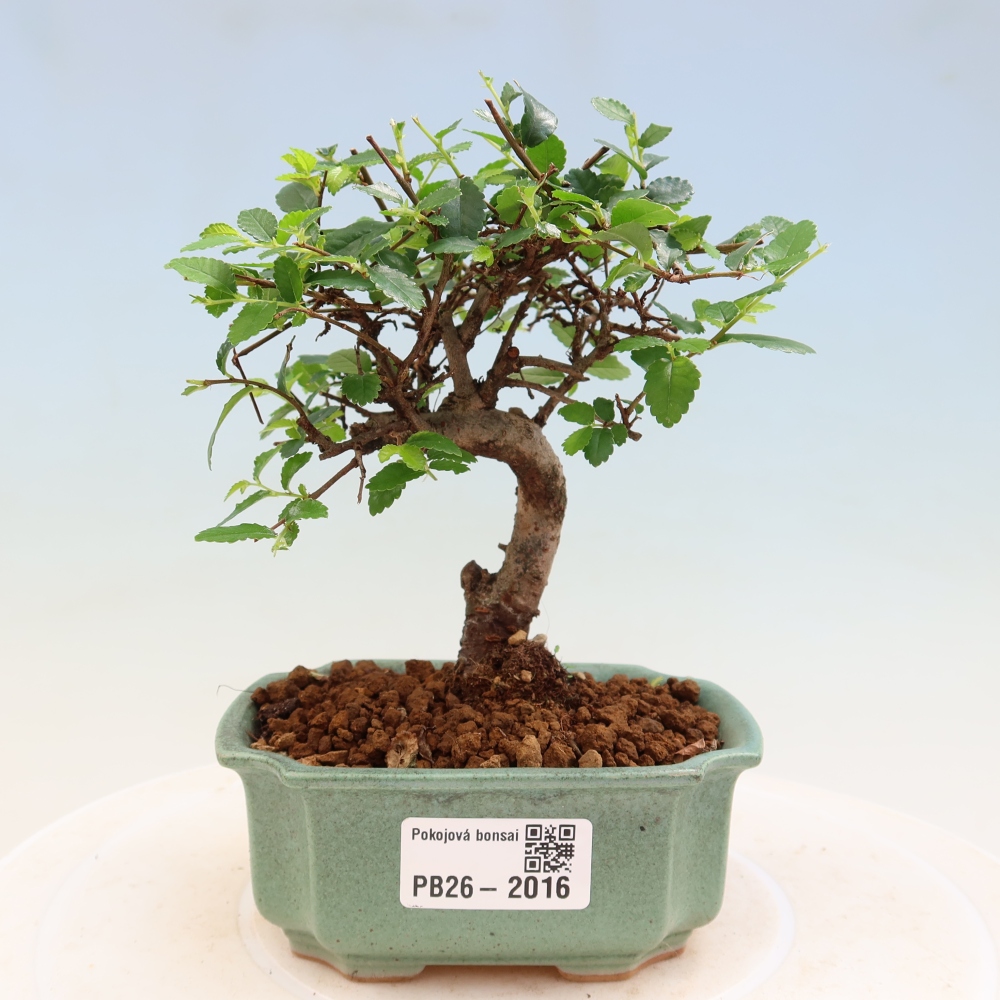 Kamerbonsai - Ulmus parvifolia - Winteriep