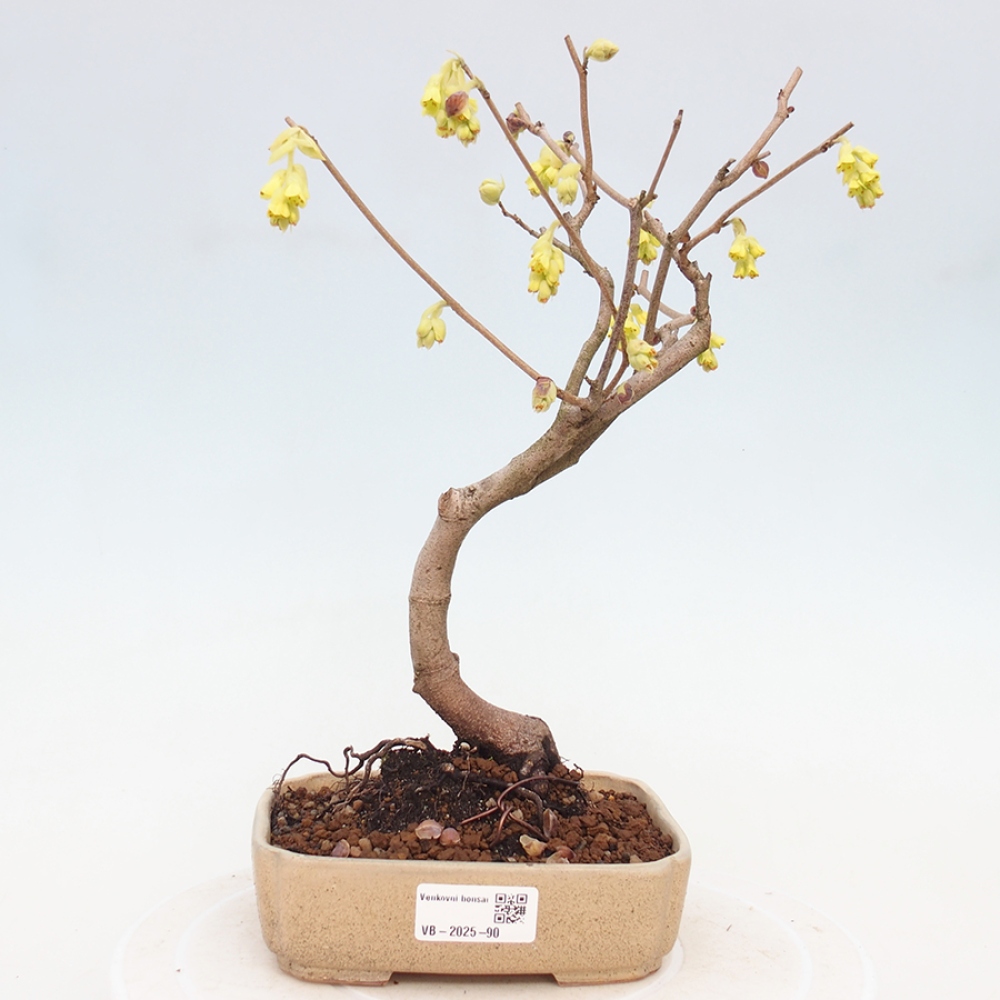 Bonsai voor buiten - Hazelaar - Corylopsis Spicata