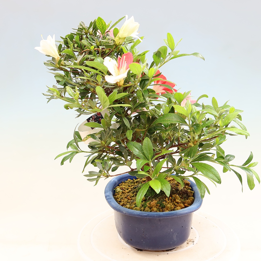 Bonsai voor buiten - Japanse azalea - Azalea CHIHIRO
